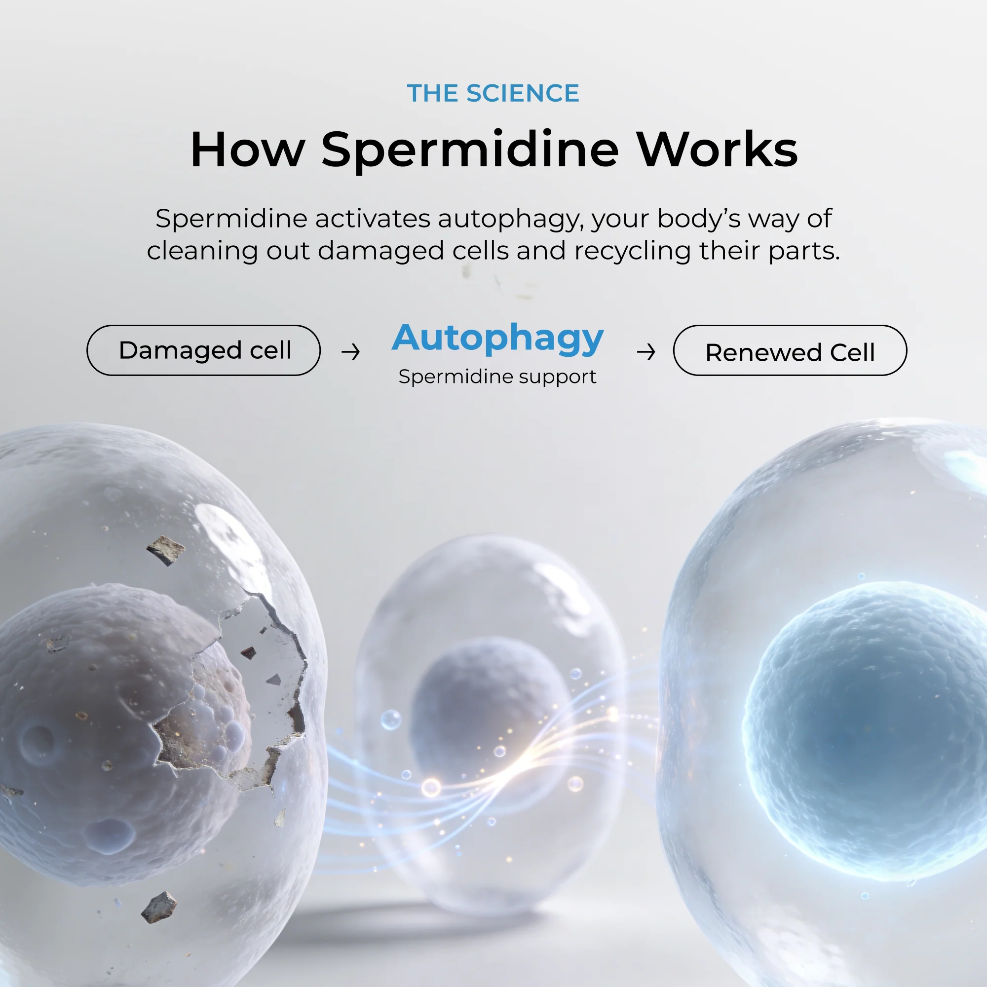 Spermidine Supplement Tablets - Image 8